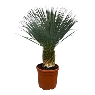Mandioca Rostrata - 160 cm - Ø50cm