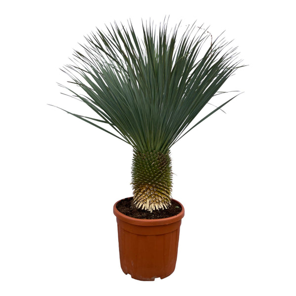 Mandioca Rostrata - 160 cm - Ø50cm