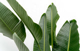 Strelitzia Augusta multi-caule
