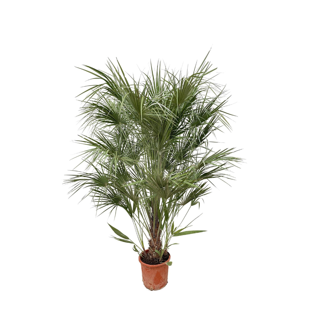 Estrutura Chamaerops Humilis - 180cm - Ø30
