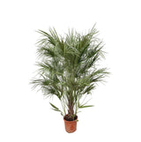 Estrutura Chamaerops Humilis - 180cm - Ø30