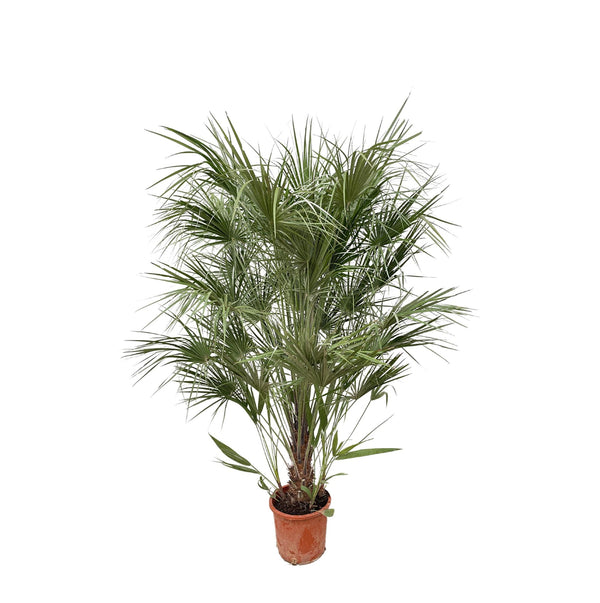 Estrutura Chamaerops Humilis - 180cm - Ø30