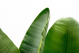 Luxo Strelitzia Augusta XXL - 250cm - ø38