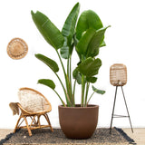 Luxo Strelitzia Augusta XXL - 250cm - ø38