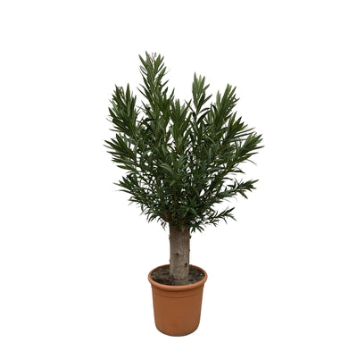 Nerium Oleandro Bonsai - 190cm - ø45