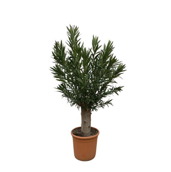 Nerium Oleandro Bonsai - 190cm - ø45