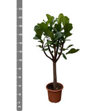 Ficus Lyrata lança XXL - 210 cm - ø40