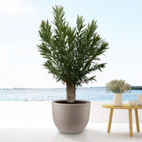 Nerium Oleandro Bonsai - 190cm - ø45
