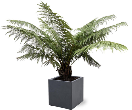 Livraison plante Dicksonia Antarctica - Fougère arborescente