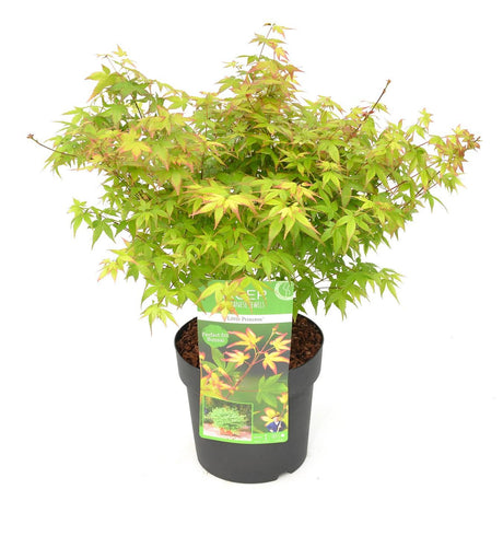 Livraison plante - Erable du japon 'Little Princess' - ↨30cm - Ø19cm - plante d'extérieur